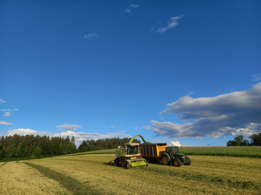 Claas Jaguar Feldhäcksler befüllt im Abendlicht einen Anhänger, im Hintergrund ein Maisfeld am Waldrand